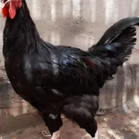 خروس سیاه