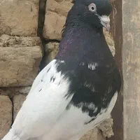 کفتر کله ای