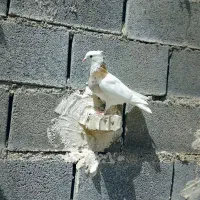 کبوتر طوقی