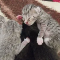 تعدادی بچه گربه
