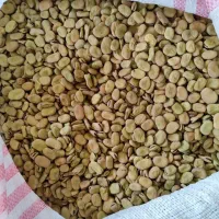 باقالی خشک