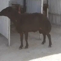 قوچ قزل افشار