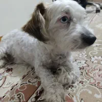 اسمش لوسی هستش