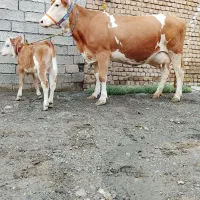 گاو شیری همراه با گوساله