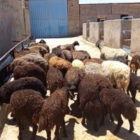 21راس میش 21راس بره