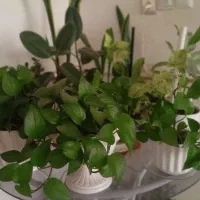 گل‌های اپارتمانی