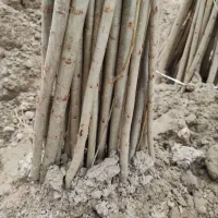 نهال کبوده و صنوبر