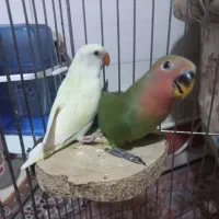 طوطی برزیلی