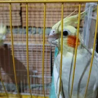 عروس هلندی