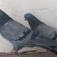 کبوتر سبز