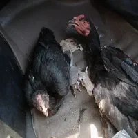 مرغ و خروس لاری افغان ۹ ماهه