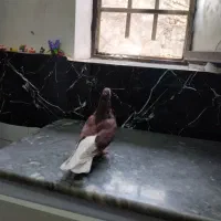 کفتر|پرنده|کلاله, |دیوار