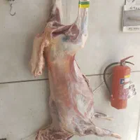 گوشت بومی