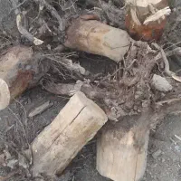 ریشه و ضایعات چوب کاج خشک