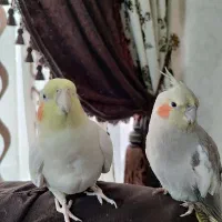 عروس هلندی