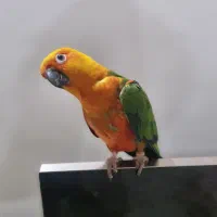 طوطی خورشیدی
