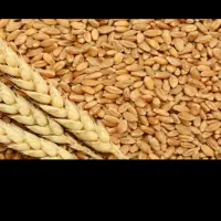 استخدام خانم