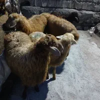 بره شیری گوشتی
