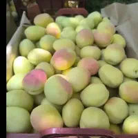 خرید و اجاره زردالو