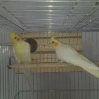 عروس هلندی