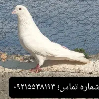 کبوتر گرفتنی