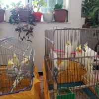 طوطی
