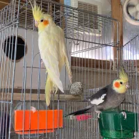 عروس هلندی جفت مست