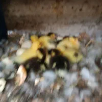 جوجه اردک خارجی یا اسراییلی