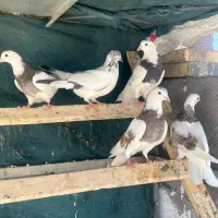 کبوتر طوقی