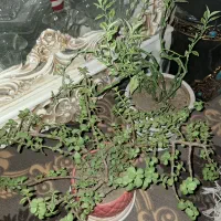 گل‌های آپارتمانی