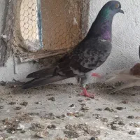 کفتر|پرنده|گرگان, |دیوار