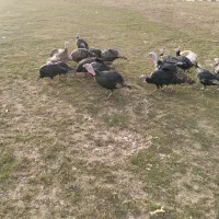 بوقلمون|حیوانات مزرعه|خاوه, |دیوار