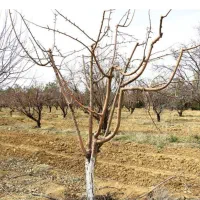 خدمات باغبانی و درخت کاری (همراه با کارگر )
