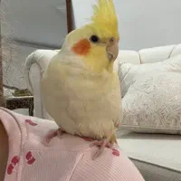 عروس هلندی ماده