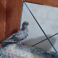 کبوتر کوهی دورگ