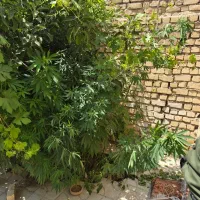 فروش زمین کفری