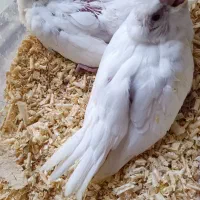 جوجه عروس هلندی البینو