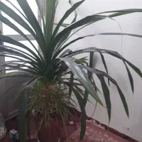 گل زیبا و شیک و مجلسی