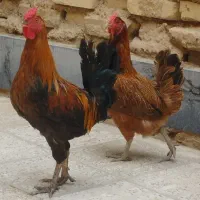 مرغ و خروس محلی