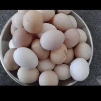 تخم مرغ