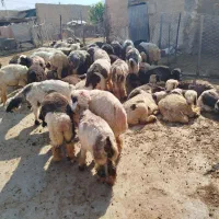 55عددبره ی نر و ماده
