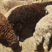 فروش ۱۲ عدد گوسفند