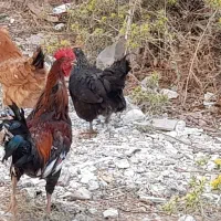 مرغ و خروس محلی