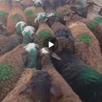 بره نر استخون دار قلمدار دامداری میلاد نجبائی