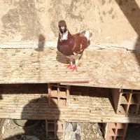 کفتر معاوضه با چاقو