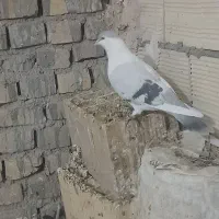 کفتر چپ|پرنده|بافق, |دیوار