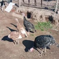 بوقلمون|حیوانات مزرعه|محمدیه-قزوین, |دیوار