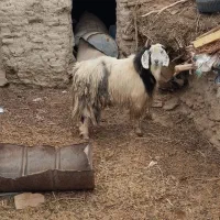 کهره نر ، بز ، بره نر