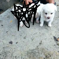 توله پاکوتاه چشم رنگی