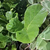 گل آپارتمانی انواع فیکوس شرابی دلتا لیراتا بلک